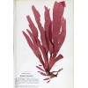 Dulse-Pulver aus Wildernte