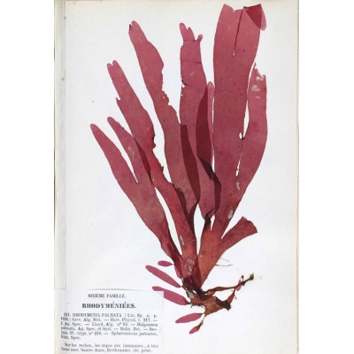 Dulse-Pulver aus Wildernte