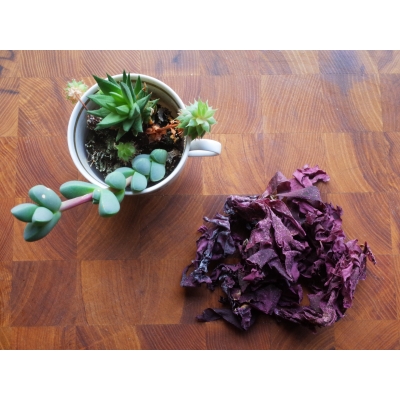 Dulse from Wilderness