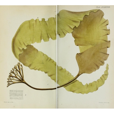 Copos de kombu dulce (alga azucarera) de recolección silvestre