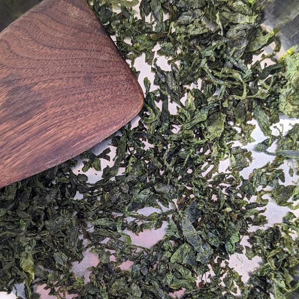 Lechuga de mar - recolección silvestre en Irlanda
