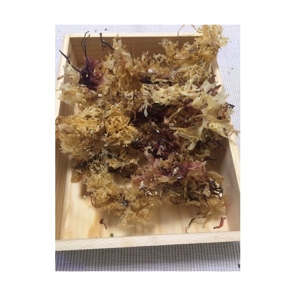 Carrageen (Irisch Moos bzw. Knorpeltang) aus Wildernte