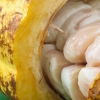 Kakaobohnen (roh) mit Fruchtfleisch von goodmoodfood
