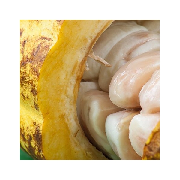 Kakaobohnen (roh) mit Fruchtfleisch von goodmoodfood